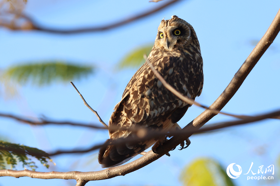 短耳鸮扭動腦袋，四處張望。人民網(wǎng)記者 陳博攝