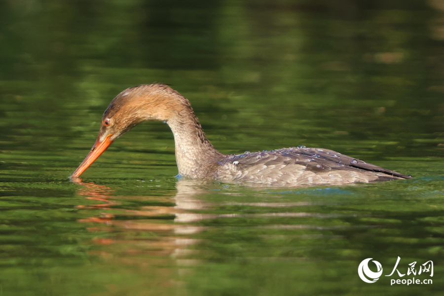 紅胸秋沙鴨用嘴貼著水面覓食。人民網記者 陳博攝