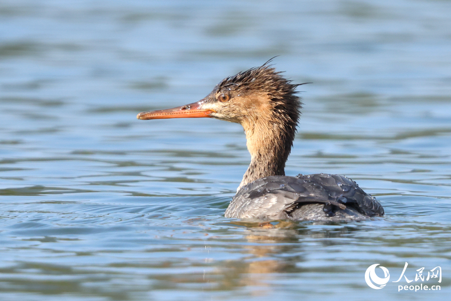 紅胸秋沙鴨擁有獨特羽冠。人民網記者 陳博攝
