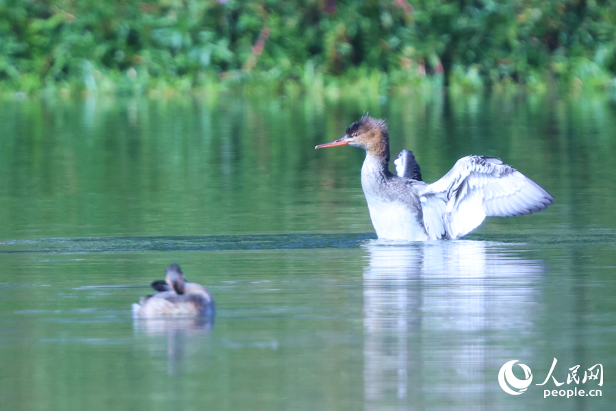 紅胸秋沙鴨在水面展翅。人民網記者 陳博攝