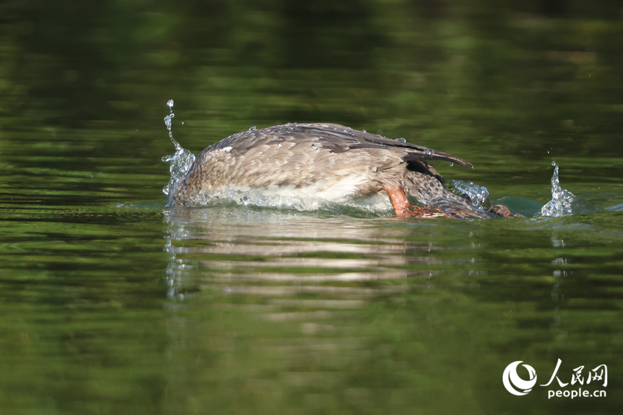 潛水捕魚的紅胸秋沙鴨。人民網記者 陳博攝