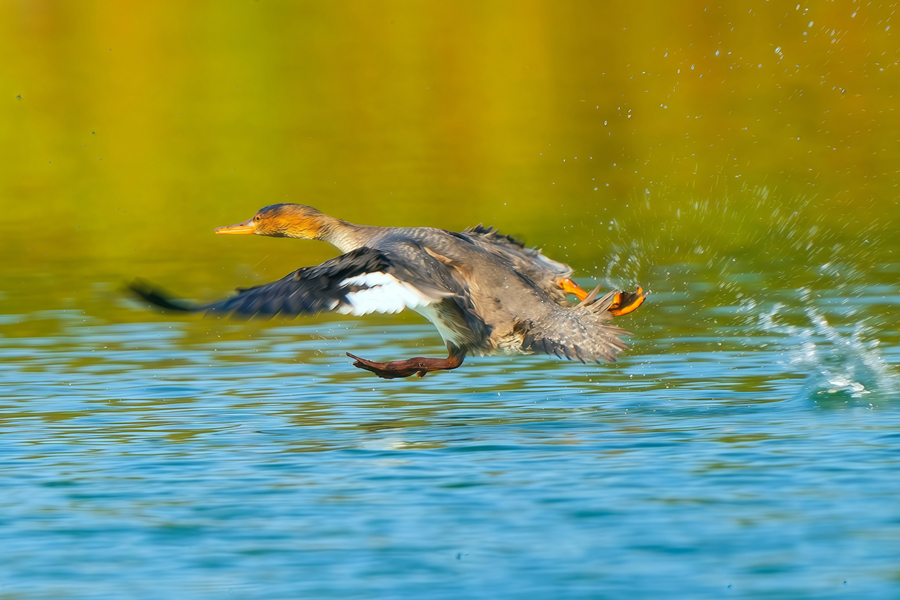 紅胸秋沙鴨在水面“表演”凌波微步。魏振宗攝