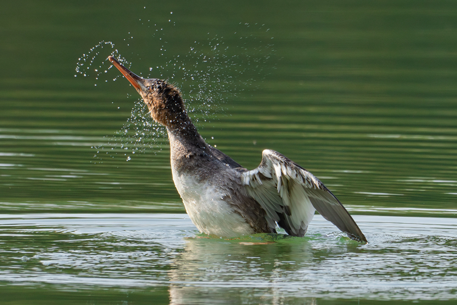 紅胸秋沙鴨立起身體，扭動頭頸甩出水珠。周志強攝