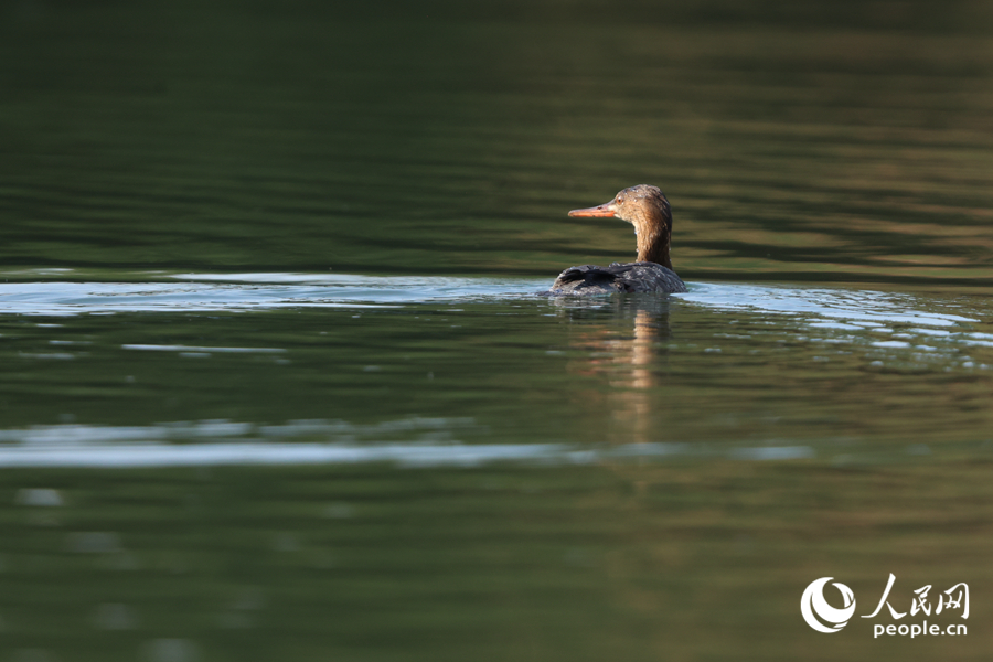 紅胸秋沙鴨在水面巡游。人民網記者 陳博攝