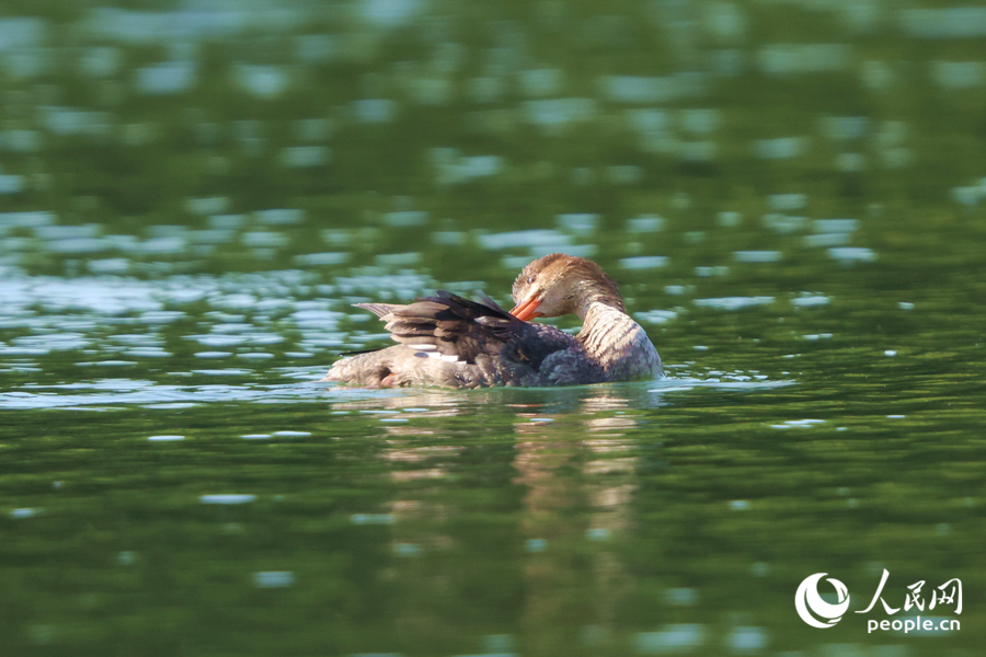 梳理羽毛的紅胸秋沙鴨。人民網記者 陳博攝