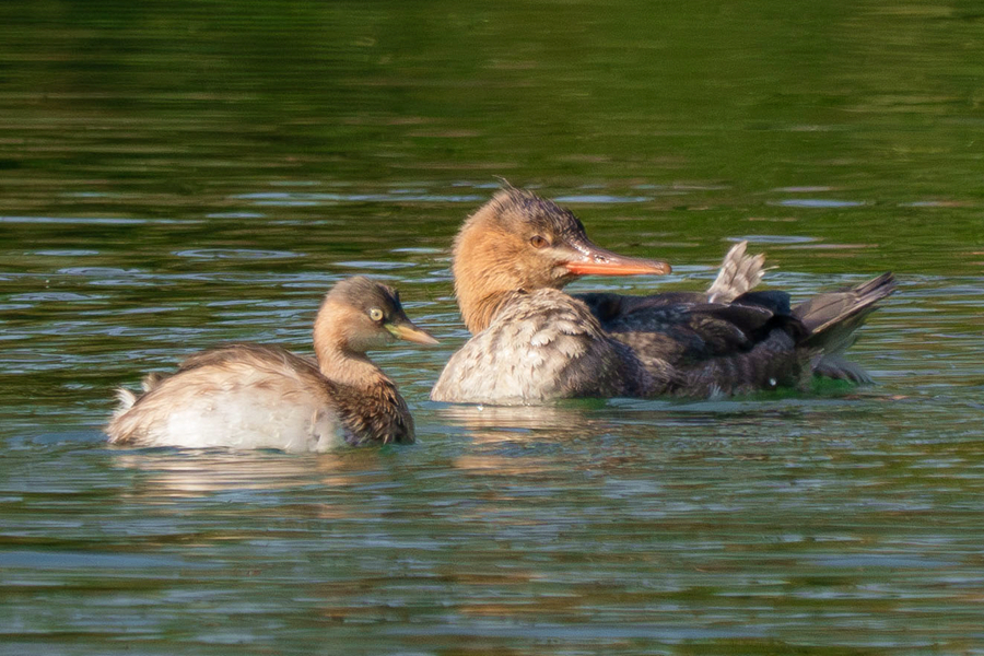 紅胸秋沙鴨與本地水鳥和諧相處。周志強攝