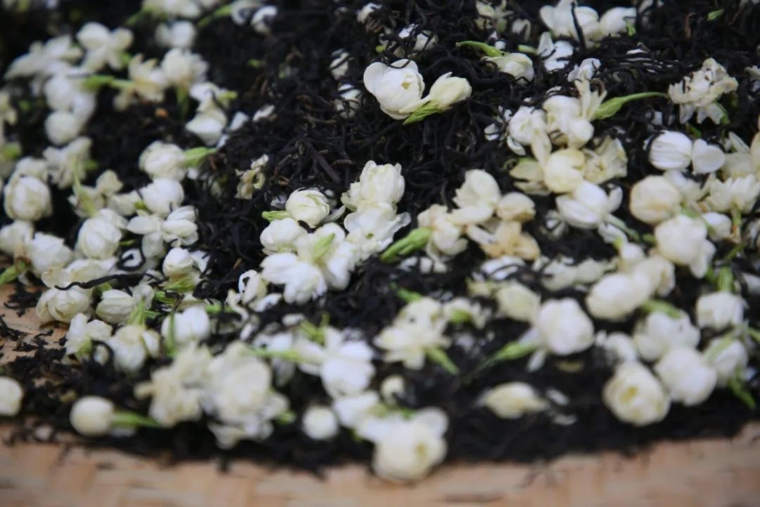 茉莉花茶。長樂區(qū)融媒體中心供圖