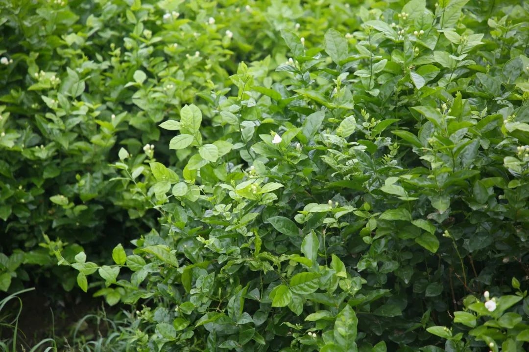 福州種出的單瓣茉莉花。長樂區(qū)融媒體中心供圖