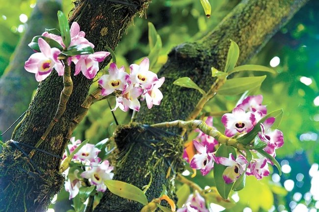 福建省泉州市洛江區(qū)林農在龍眼樹上仿野生種植金釵石斛花。黃海攝