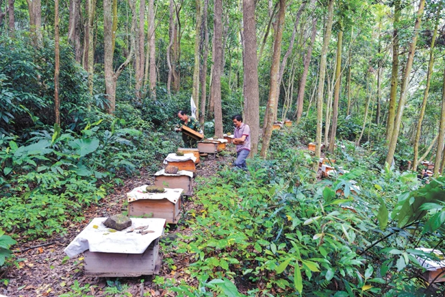 福建省福清市東張鎮(zhèn)林農(nóng)在林下養(yǎng)蜂。黃海攝