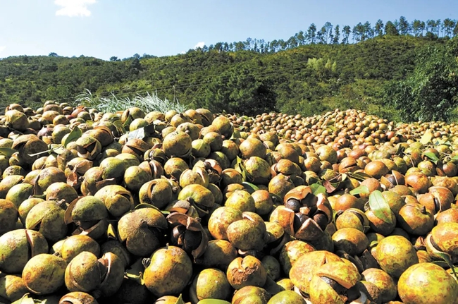 福建省閩侯桐口國有林場油茶豐收。黃海攝