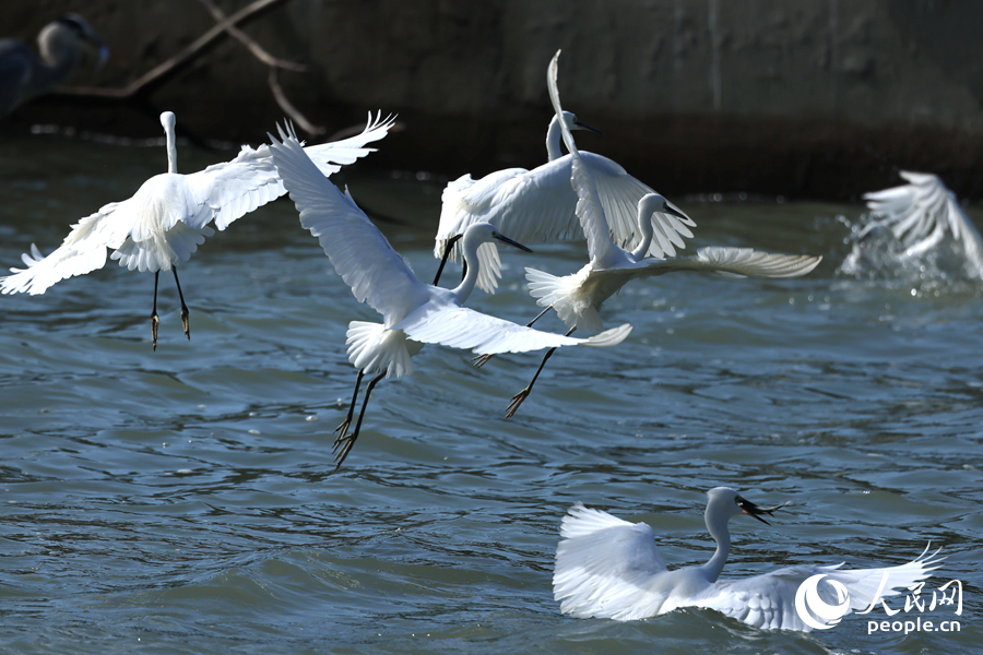 一群白鷺在筼筜湖面上翩躚起舞。人民網(wǎng)記者 陳博攝