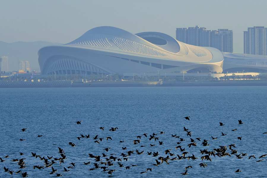 成群普通鸕鶿從廈門奧體中心前的海面上飛過。吳宇軒攝