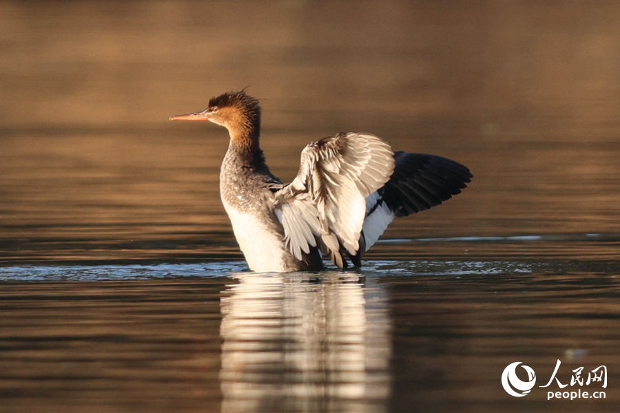 紅胸秋沙鴨在水面展翅。人民網(wǎng)記者 陳博攝