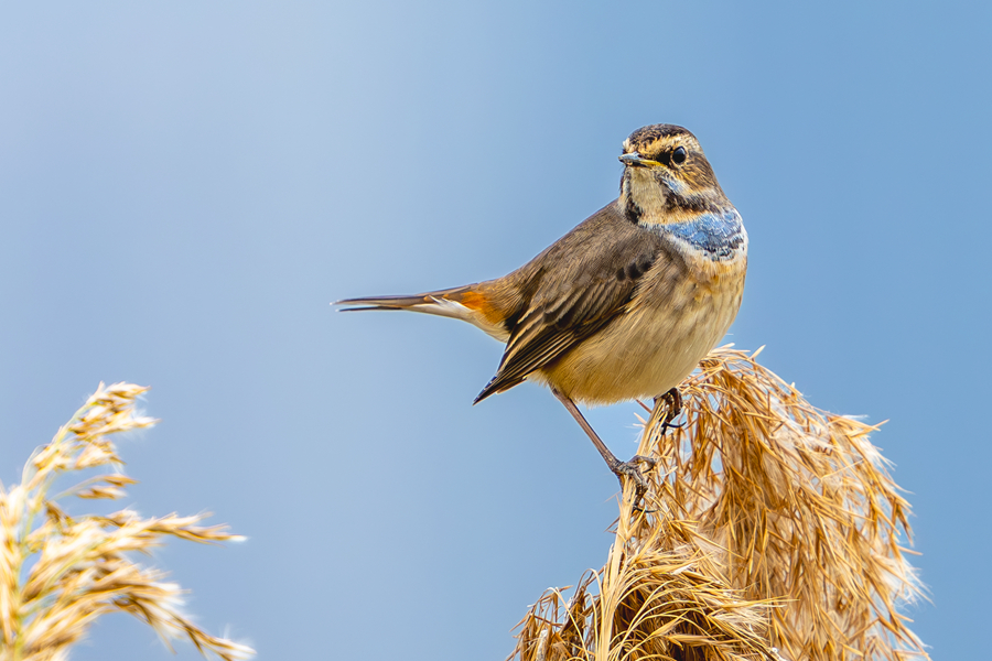 藍喉歌鴝在廈門馬鑾灣濕地中盡情高歌。張?zhí)壹t攝