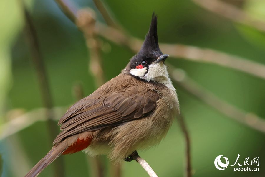羽冠獨特的紅耳鵯在枝頭遠眺。人民網(wǎng)記者 陳博攝