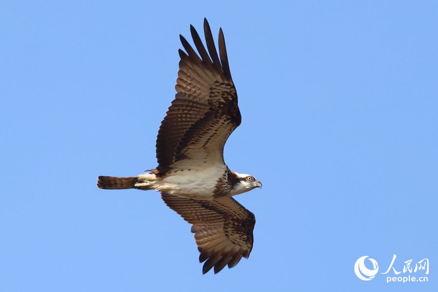 一只鶚在廈門鼓浪嶼上空滑翔盤旋。人民網(wǎng)記者 陳博攝
