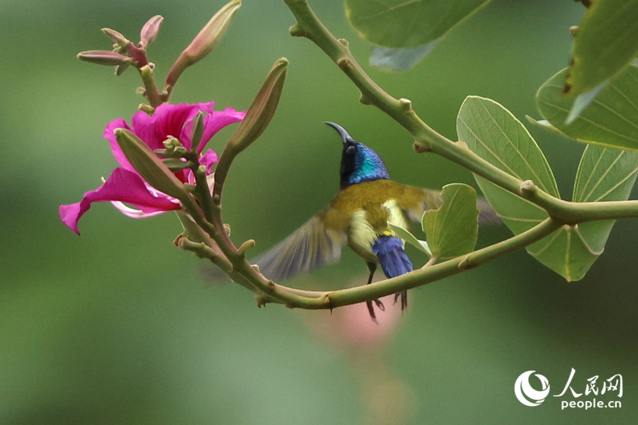 色彩艷麗的太陽鳥在洋紫荊枝頭飛舞。人民網(wǎng)記者 陳博攝