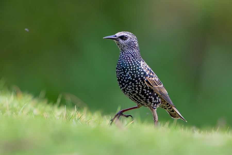 在廈門園林博覽苑內(nèi)，身披靚麗“華服”的紫翅椋鳥在草地上踱步。張?zhí)壹t攝