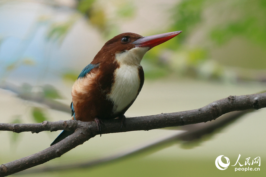 廈門湖里公園湖畔，白胸翡翠穩(wěn)坐枝頭。人民網(wǎng)記者 陳博攝