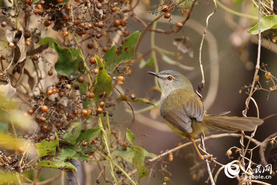 廈門山海健康步道一側，黃腹山鷦鶯在灌木叢中歡蹦亂跳。人民網(wǎng)記者 陳博攝