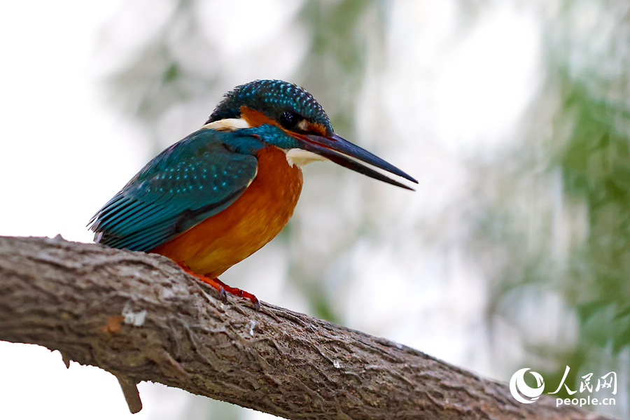 普通翠鳥在廈門南湖公園的綠植上停留。人民網(wǎng)記者 陳博攝