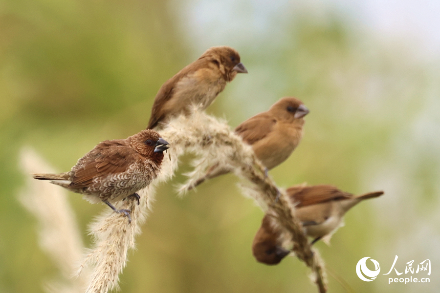 廈門同安汀溪岸邊，成群斑文鳥在草叢中“排排坐”。人民網(wǎng)記者 陳博攝