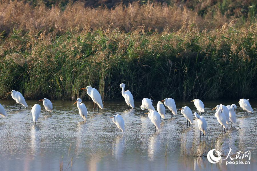 鷺鳥齊聚廈門馬鑾灣濕地。人民網(wǎng)記者 陳博攝