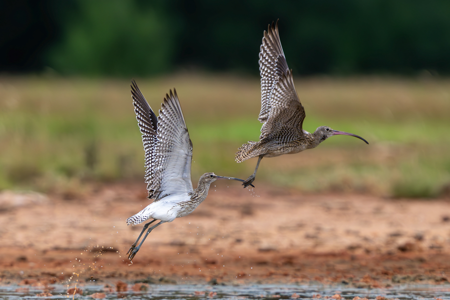 白腰杓鷸和大杓鷸在灘涂上振翅歡舞。張?zhí)壹t攝