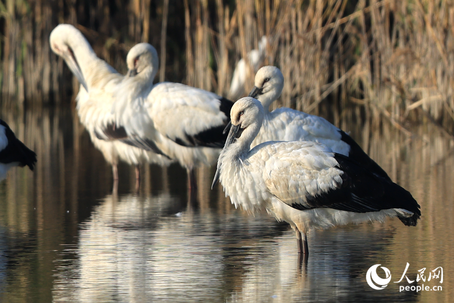 東方白鸛用長(zhǎng)嘴梳理羽毛。人民網(wǎng)記者 陳博攝