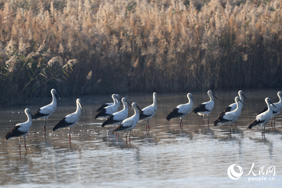 茂盛的蘆葦形成天然屏障，為候鳥(niǎo)提供棲息的家園。人民網(wǎng)記者 陳博攝