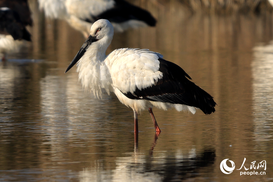 東方白鸛。人民網(wǎng)記者 陳博攝
