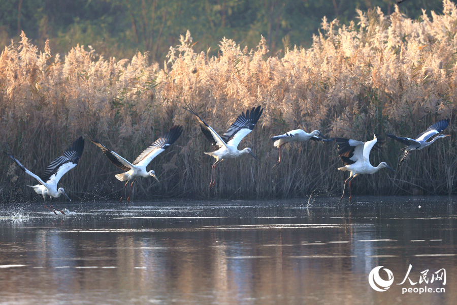 太陽(yáng)升起后，東方白鸛鳥(niǎo)群出發(fā)覓食。人民網(wǎng)記者 陳博攝
