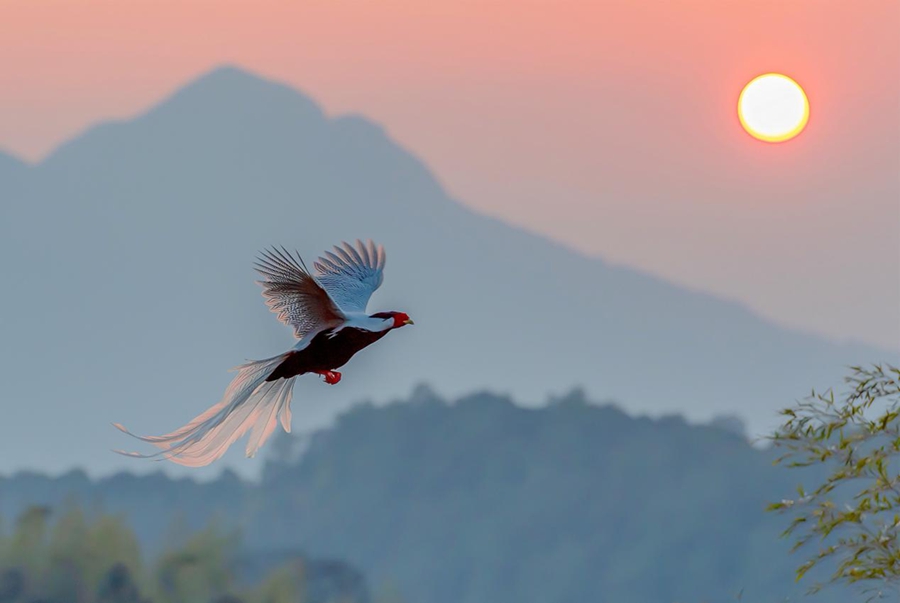沐浴著夕陽的白鷴