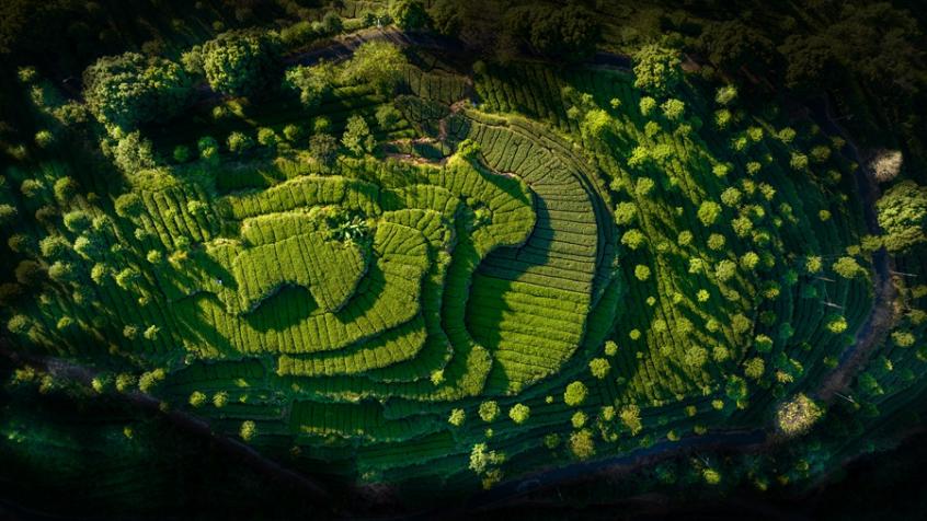 安溪茶園。安溪縣融媒體中心供圖