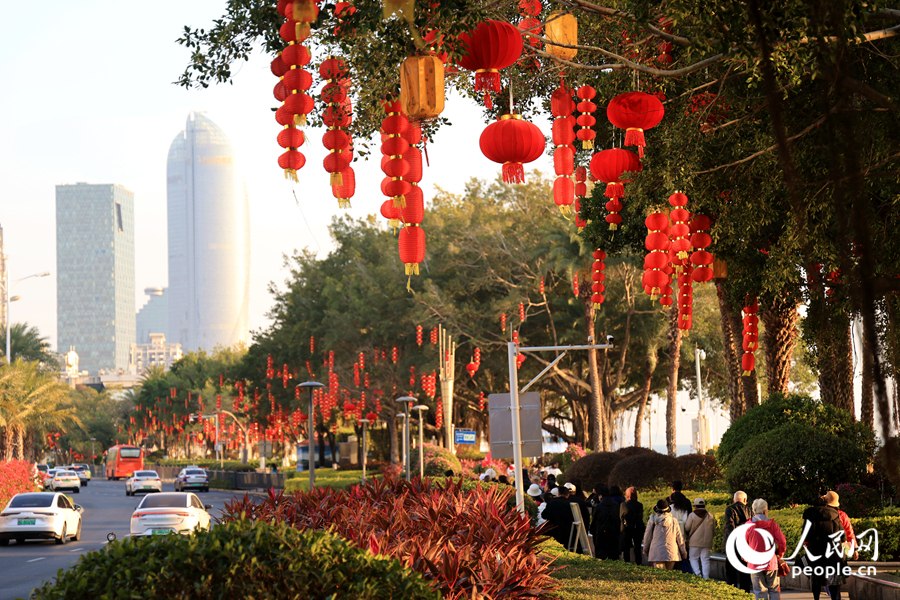 廈門鷺江道紅燈籠成串掛枝頭。人民網(wǎng) 陳博攝
