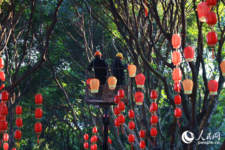廈門中山公園內(nèi)，工人正在安裝燈籠。人民網(wǎng)記者 陳博攝