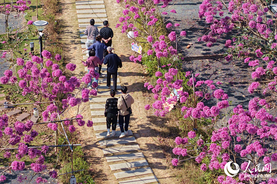 盛放的紫花風(fēng)鈴木夾道。人民網(wǎng)記者 陳博攝