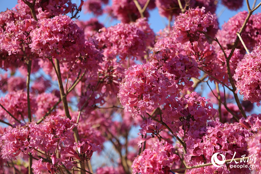一朵朵風(fēng)鈴狀花朵抱團掛滿枝頭。人民網(wǎng)記者 陳博攝