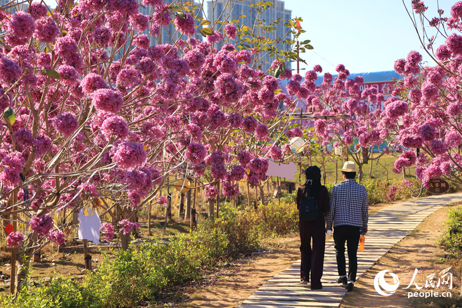 市民游客漫步花間小徑。人民網(wǎng)記者 陳博攝