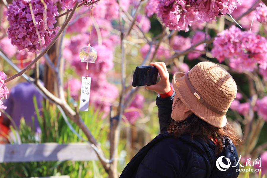 游客在風(fēng)鈴卡片上書寫祝福，掛上花枝拍照留念。人民網(wǎng)記者 陳博攝