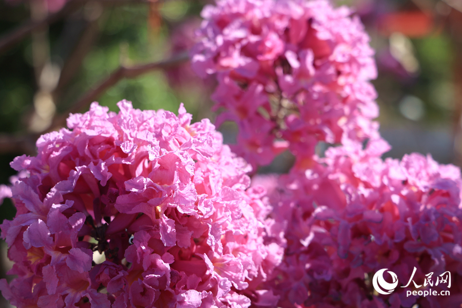 陽光下的紫花顯得分外妖嬈。人民網(wǎng)記者 陳博攝