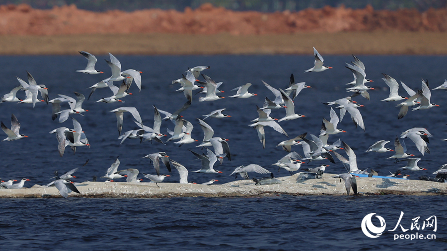 紅嘴巨燕鷗鳥(niǎo)群現(xiàn)身廈門(mén)杏林灣。人民網(wǎng)記者 陳博攝