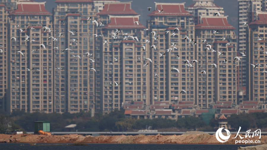 杏林灣上空百鳥(niǎo)齊飛。人民網(wǎng)記者 陳博攝