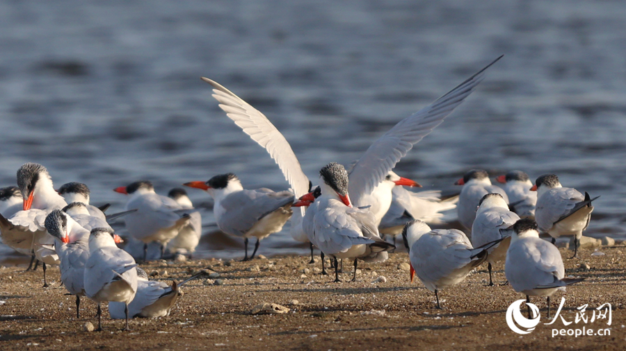 紅嘴巨燕鷗在堤岸上梳理羽毛。人民網(wǎng)記者 陳博攝