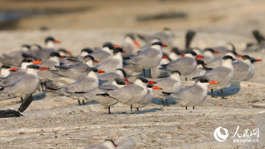 百余只紅嘴巨燕鷗在杏林灣聚集。人民網(wǎng)記者 陳博攝