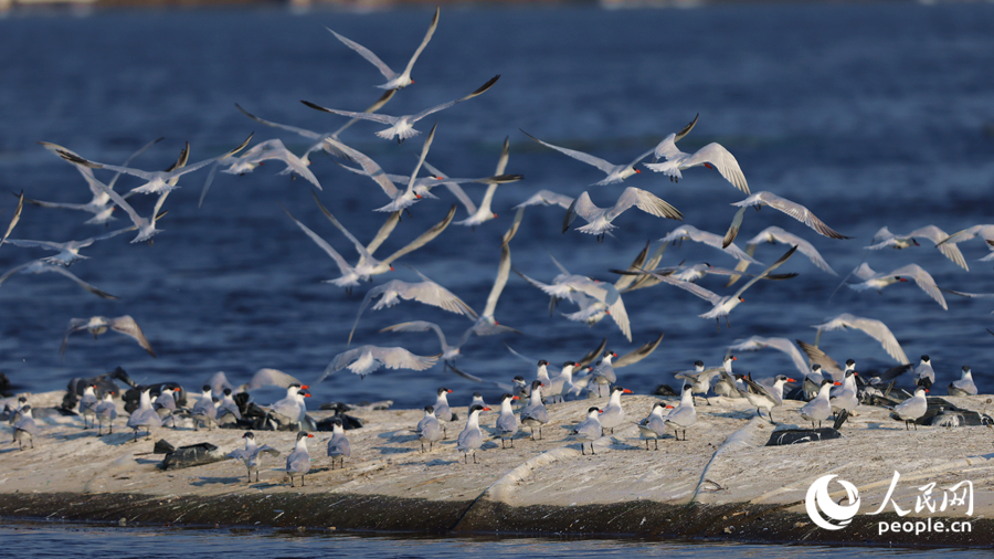 鳥(niǎo)群從堤岸上一躍而起。人民網(wǎng)記者 陳博攝