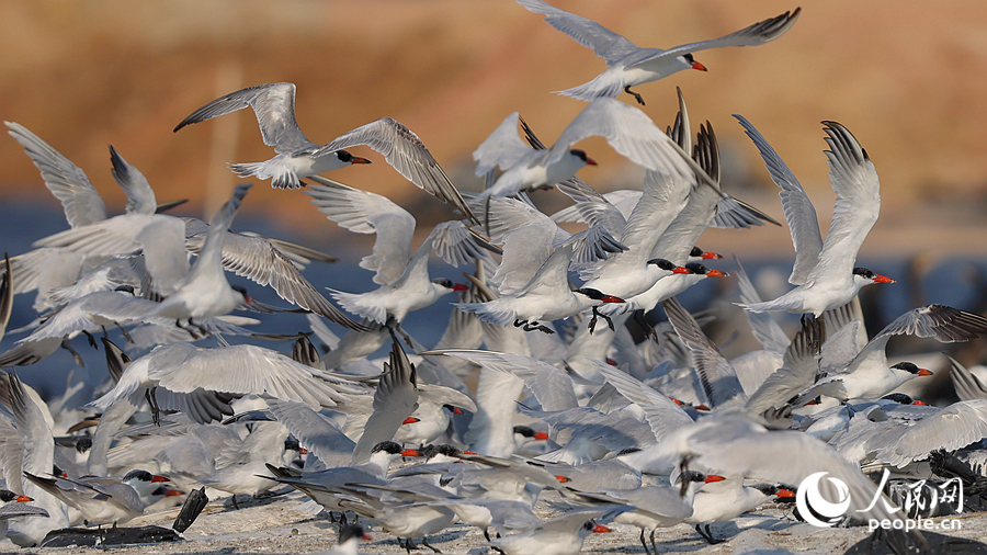 紅嘴巨燕鷗起飛瞬間。人民網(wǎng)記者 陳博攝
