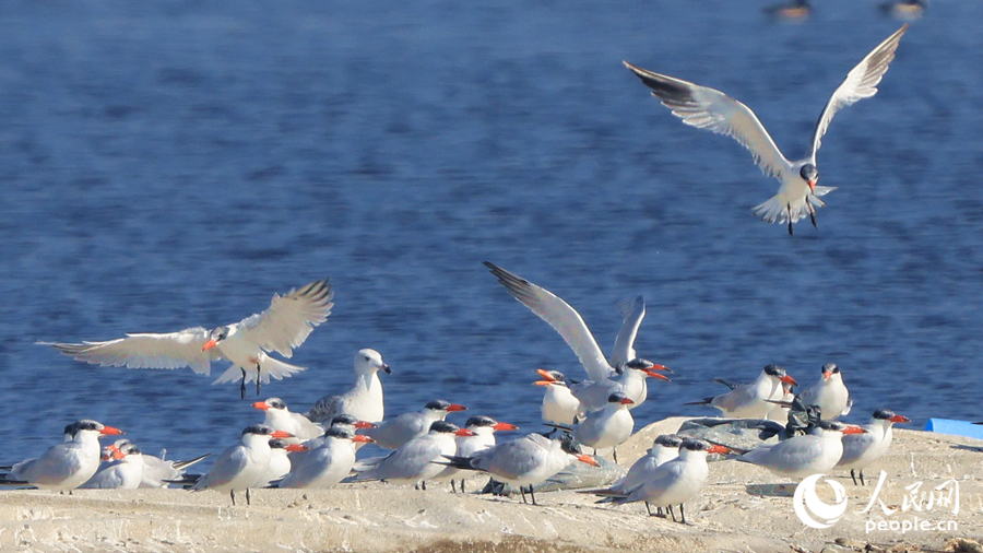 紅嘴巨燕鷗在堤岸上嬉戲打鬧。人民網(wǎng)記者 陳博攝
