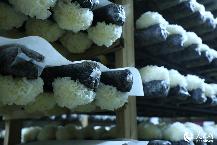 菇棚培育的銀耳。人民網(wǎng) 李唯一攝